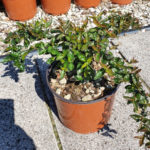 ABELIA EDWARD GOUCHER