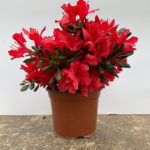 AZALEA