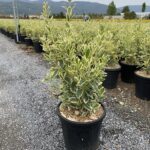 EUONYMUS JAPONICUS BRAVOO