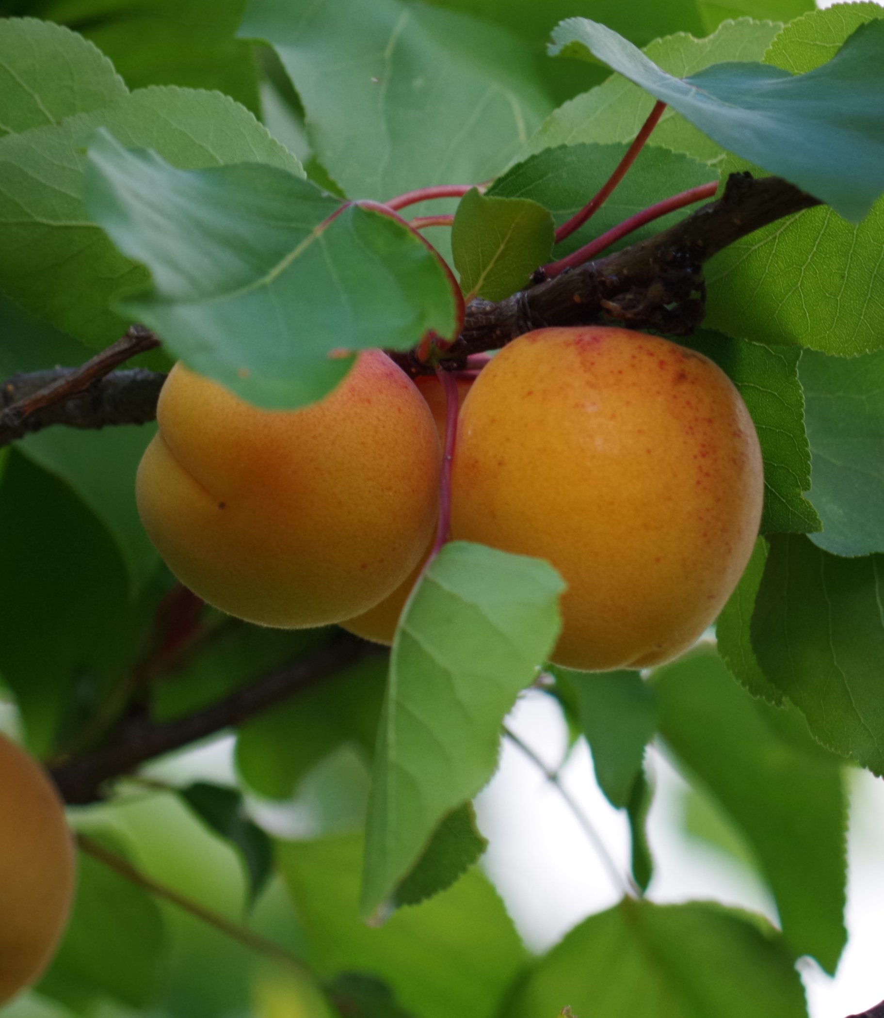 Абрикос монастырский (2 года). Prunus armeniaca. Саженец абрикоса профессор Скворцов.