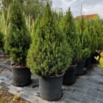 PICEA ALBERTIANA GLAUCA CONICA