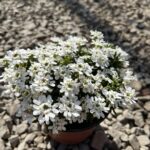 IBERIS SEMPERVIRENS